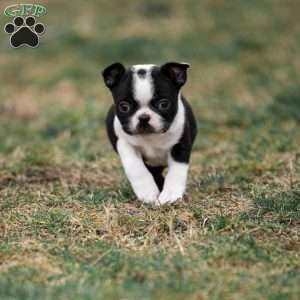 Pansy, Boston Terrier Puppy